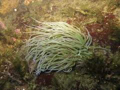Anemonia viridis