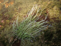 Anemonia viridis