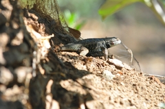 Sceloporus magister