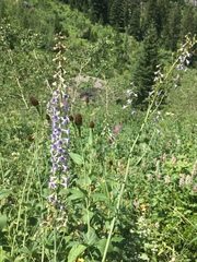 Delphinium × occidentale