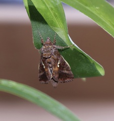 Autographa precationis