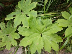 Petasites frigidus palmatus