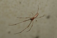 Tetragnatha
