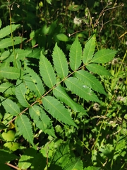 Sorbaria sorbifolia
