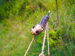 Xylophanes falco