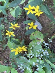 Helianthus microcephalus