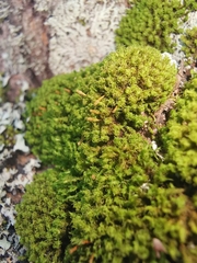 Ulota