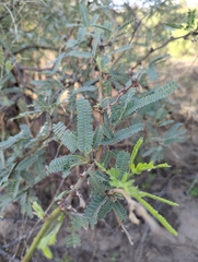 Prosopis velutina
