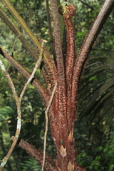Cyathea andina