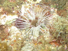 Cerianthus membranaceus