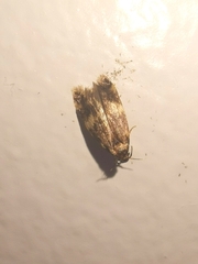 Oegoconia deauratella