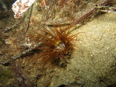 Cerianthus membranaceus