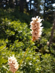 Bistorta bistortoides