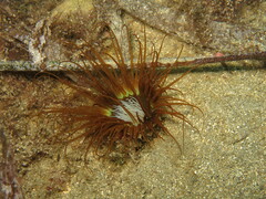 Cerianthus membranaceus