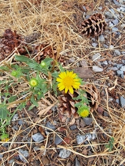 Grindelia squarrosa