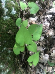 Fallopia