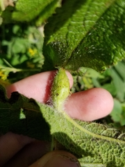 Neolasioptera perfoliata