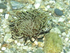 Pachycerianthus solitarius