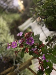 Andesanthus lepidotus