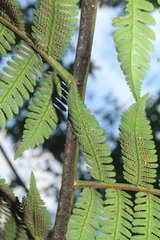 Cyathea andina