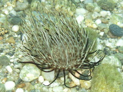 Pachycerianthus solitarius