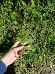 Neolasioptera perfoliata