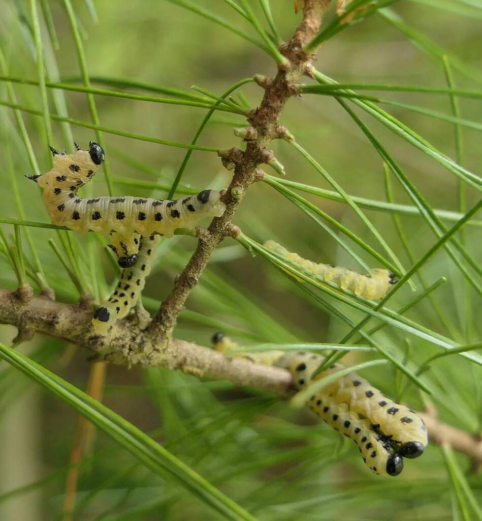 white pine sawfly
