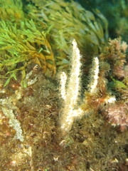 Eunicella singularis