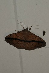 Anticarsia gemmatalis