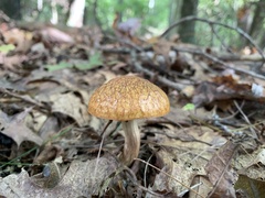 Leccinum