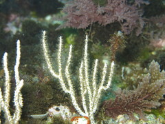 Eunicella singularis