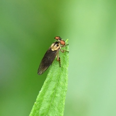 Holcocephala