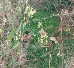 Linaria vulgaris
