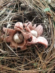Geastrum