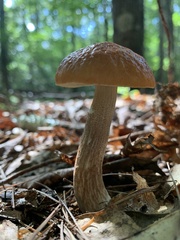 Leccinum