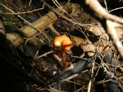 Hygrocybe