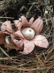 Geastrum