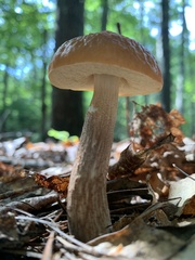Leccinum
