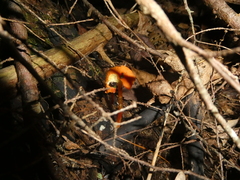Hygrocybe