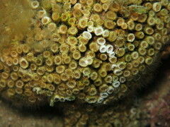 Cladocora caespitosa