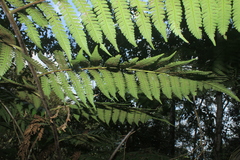 Cyathea andina