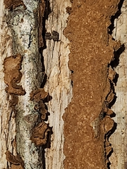 Hymenochaete curtisii
