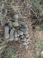Cactoideae