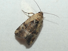 Elaphria chalcedonia