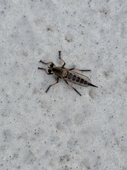 Efferia albibarbis