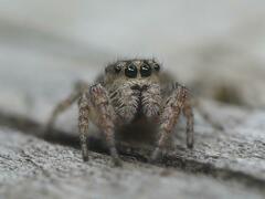 Pelegrina flavipes