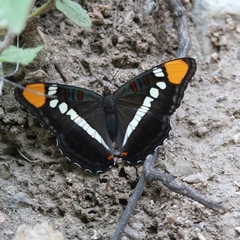 Adelpha eulalia