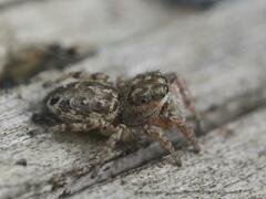 Pelegrina flavipes