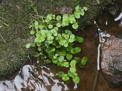 Chrysosplenium americanum