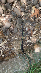 Thamnophis ordinoides